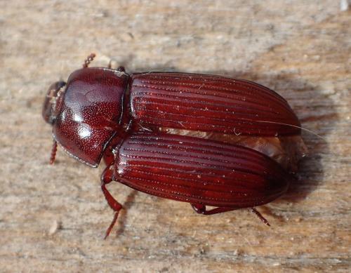 Uloma culinaris